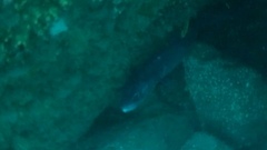 Conger verreauxi