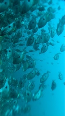 Caesioperca lepidoptera