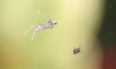 Leucauge