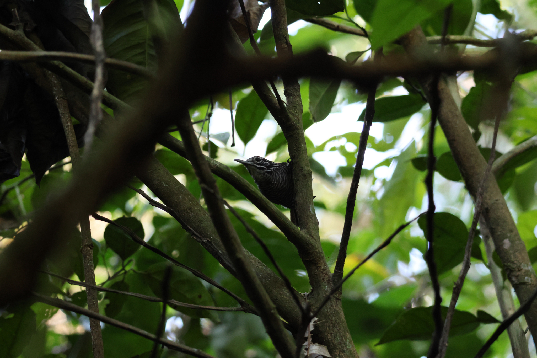 Riverside Wren (Cantorchilus semibadius), photo 2