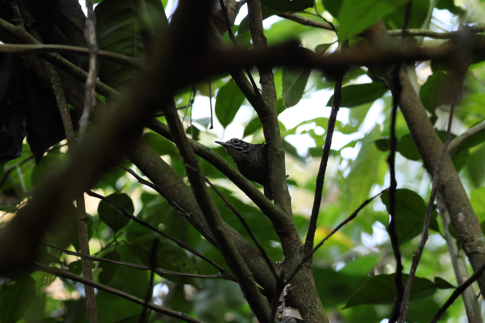 Riverside Wren (Cantorchilus semibadius), photo 3