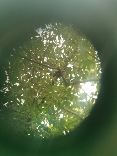 Philippine Nightjar (Caprimulgus manillensis), photo 6