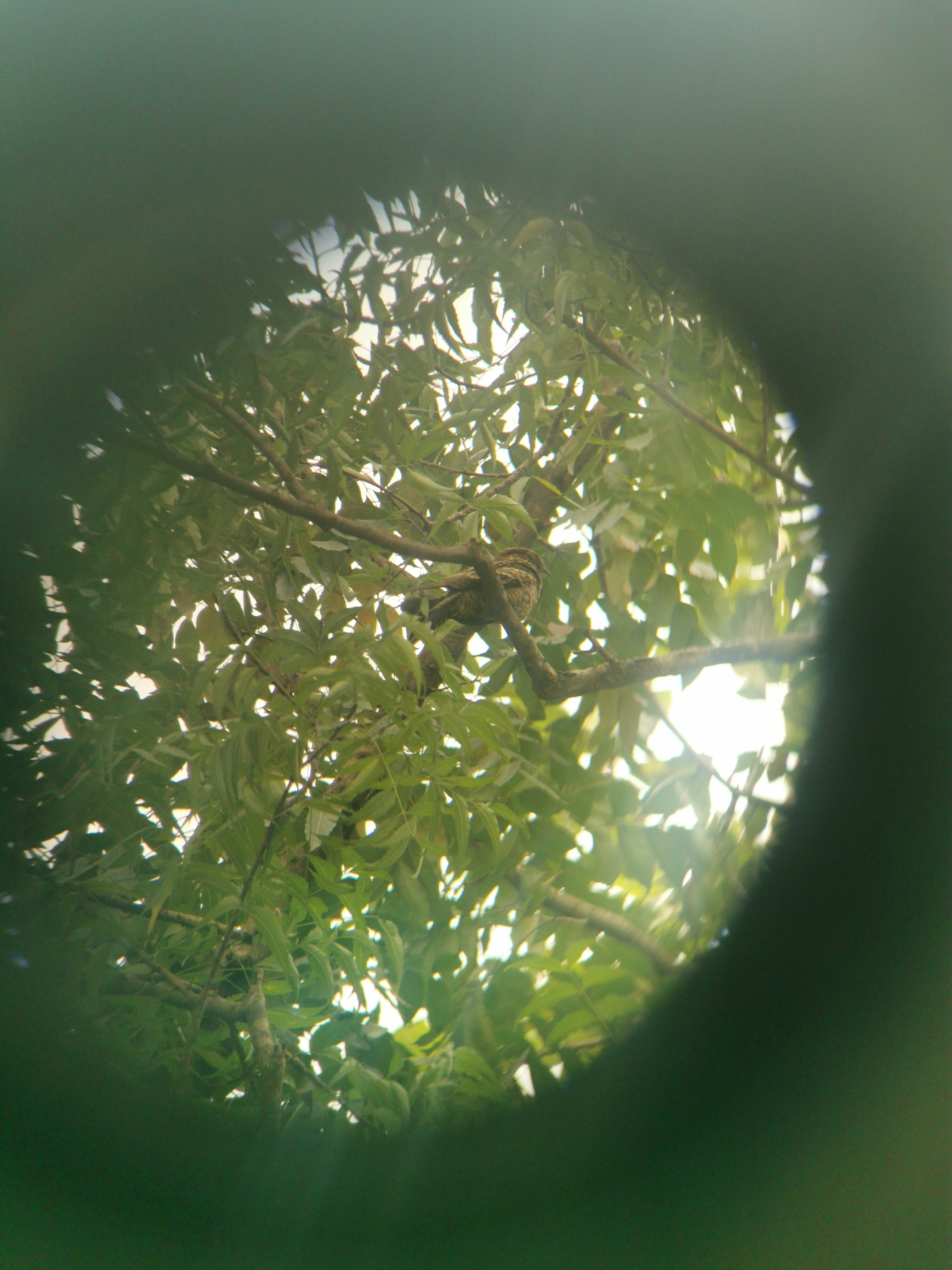Philippine Nightjar (Caprimulgus manillensis), photo 8