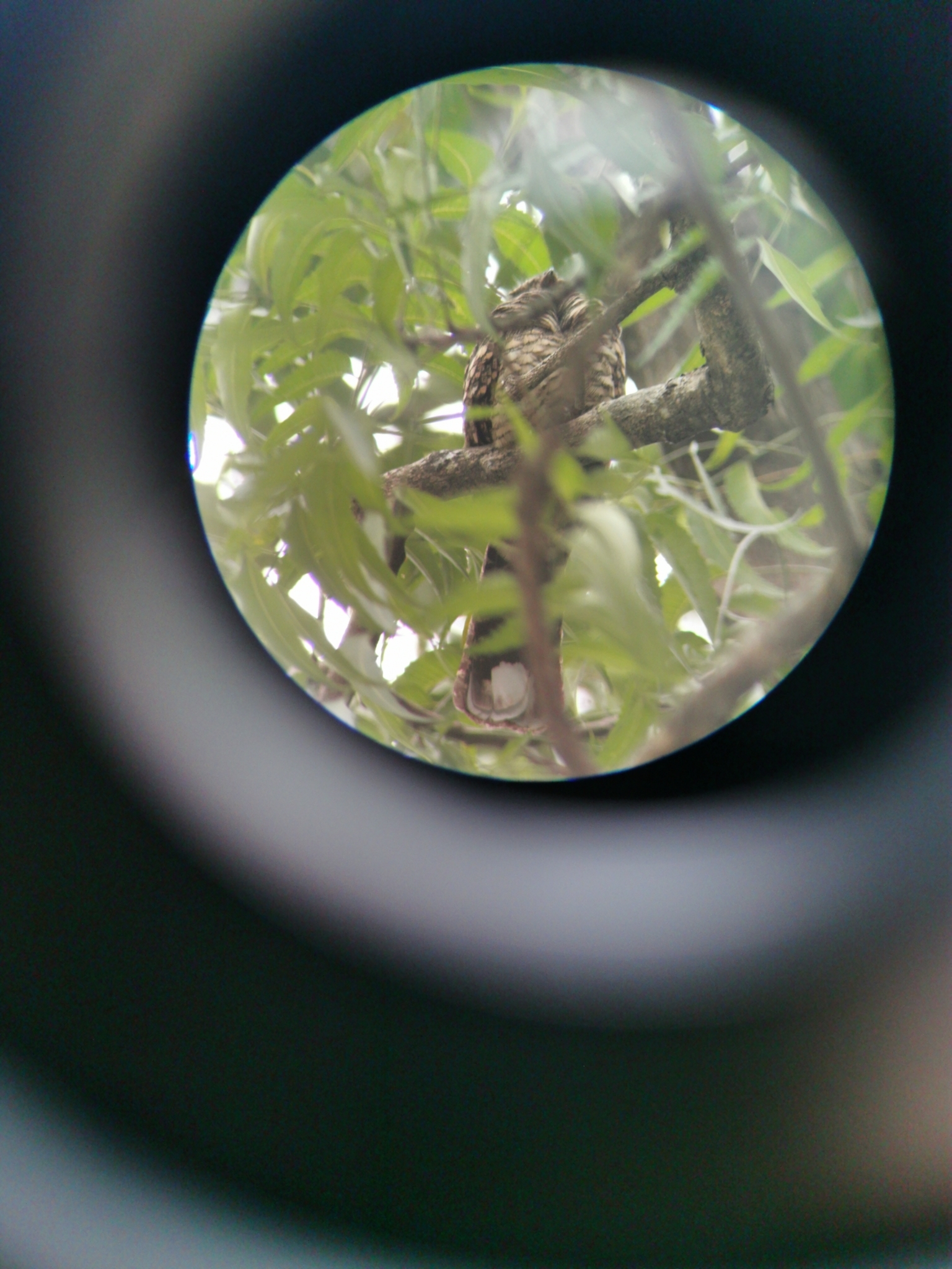 Philippine Nightjar (Caprimulgus manillensis), photo 9
