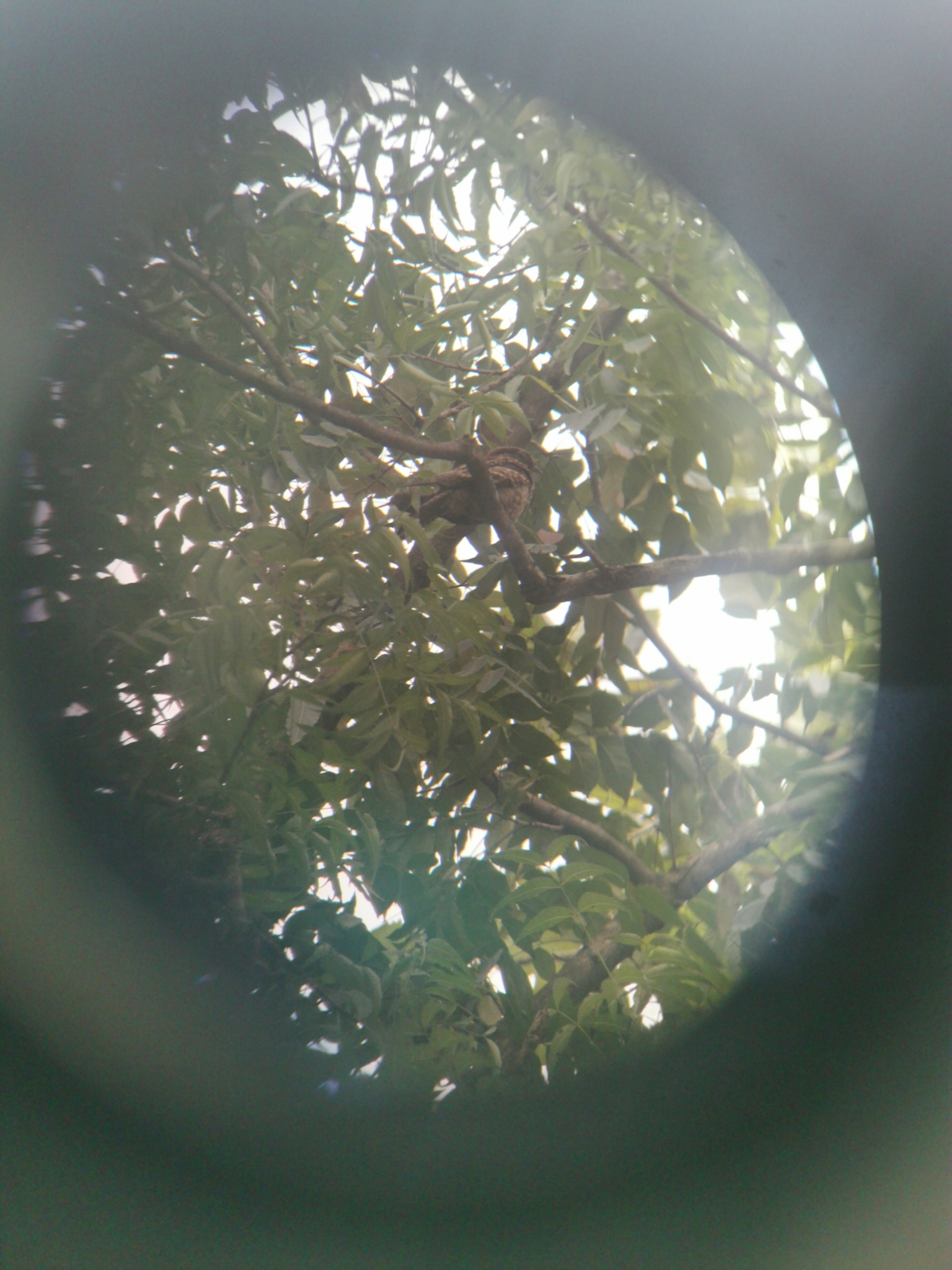 Philippine Nightjar (Caprimulgus manillensis), photo 10