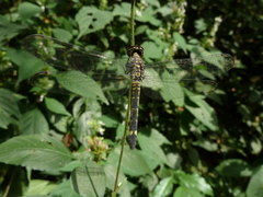 Anisoptera