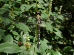 Anisoptera