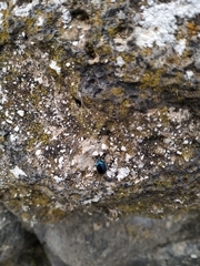 Canthophorus melanopterus