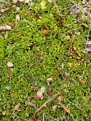 Coprosma perpusilla perpusilla