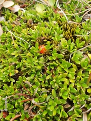 Coprosma perpusilla perpusilla