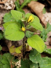 Lysimachia japonica