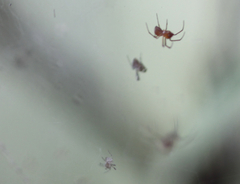 Araneae