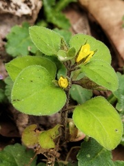 Lysimachia japonica