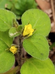 Lysimachia japonica
