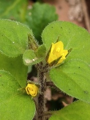 Lysimachia japonica