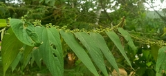 Trema cannabina
