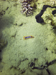 Chromodoris quadricolor