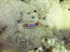 Chromodoris quadricolor