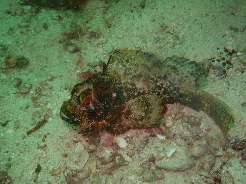 Bearded scorpionfish (Scorpaenopsis barbata) — Scorpaenidae — 2
