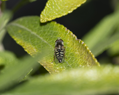 Unknown species found near Citrus Heights, Fontana, CA 92336, USA
