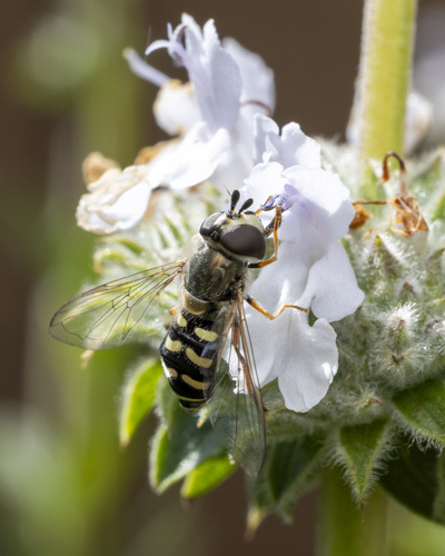 Unknown species found near Citrus Heights, Fontana, CA 92336, USA