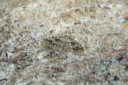 Alucita desmodactyla
