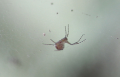 Araneae