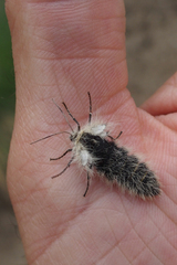 Lycia alpina