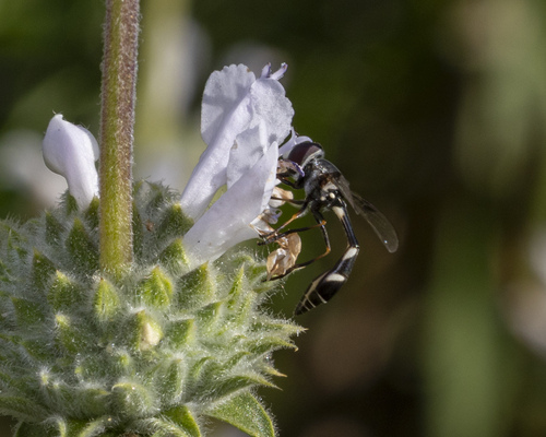 Unknown species found near Citrus Heights, Fontana, CA 92336, USA