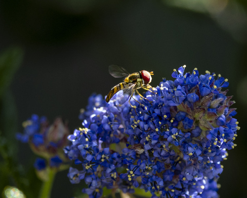 Unknown species found near Citrus Heights, Fontana, CA 92336, USA