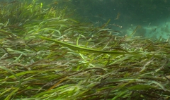 Siphonognathus argyrophanes