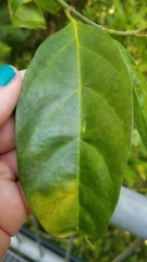 Gomphandra australiana