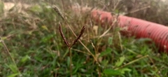 Dichanthium