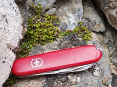 Notogrammitis crassior