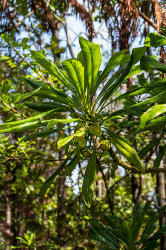 'ōhā wai (Clermontia parviflora)