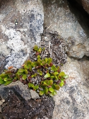 Notogrammitis crassior