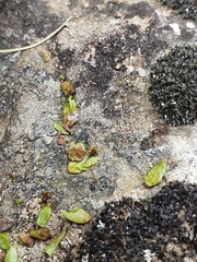 Notogrammitis crassior