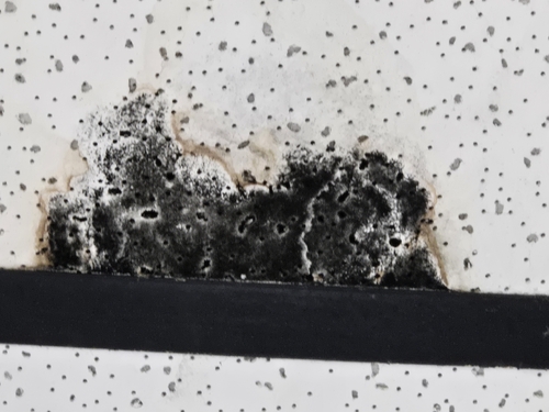 Stachybotrys observed 2026-03-17
