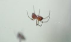 Araneae