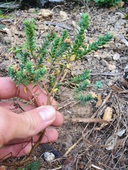Pimelea acra