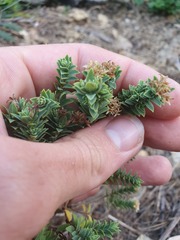Pimelea acra