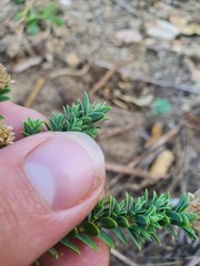 Pimelea acra