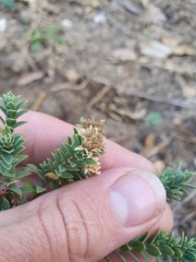 Pimelea acra