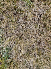 Chionochloa crassiuscula