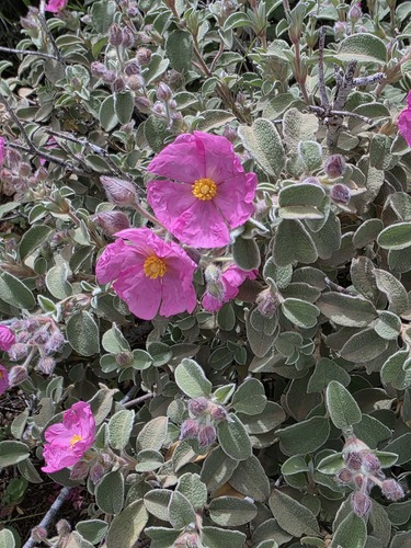Small-flowered Rockrose