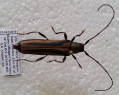 Xystrocera dispar