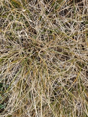 Chionochloa crassiuscula