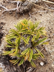 Aciphylla monroi