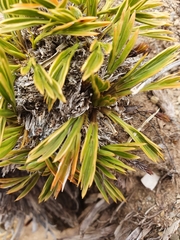 Aciphylla monroi