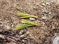 Aciphylla monroi